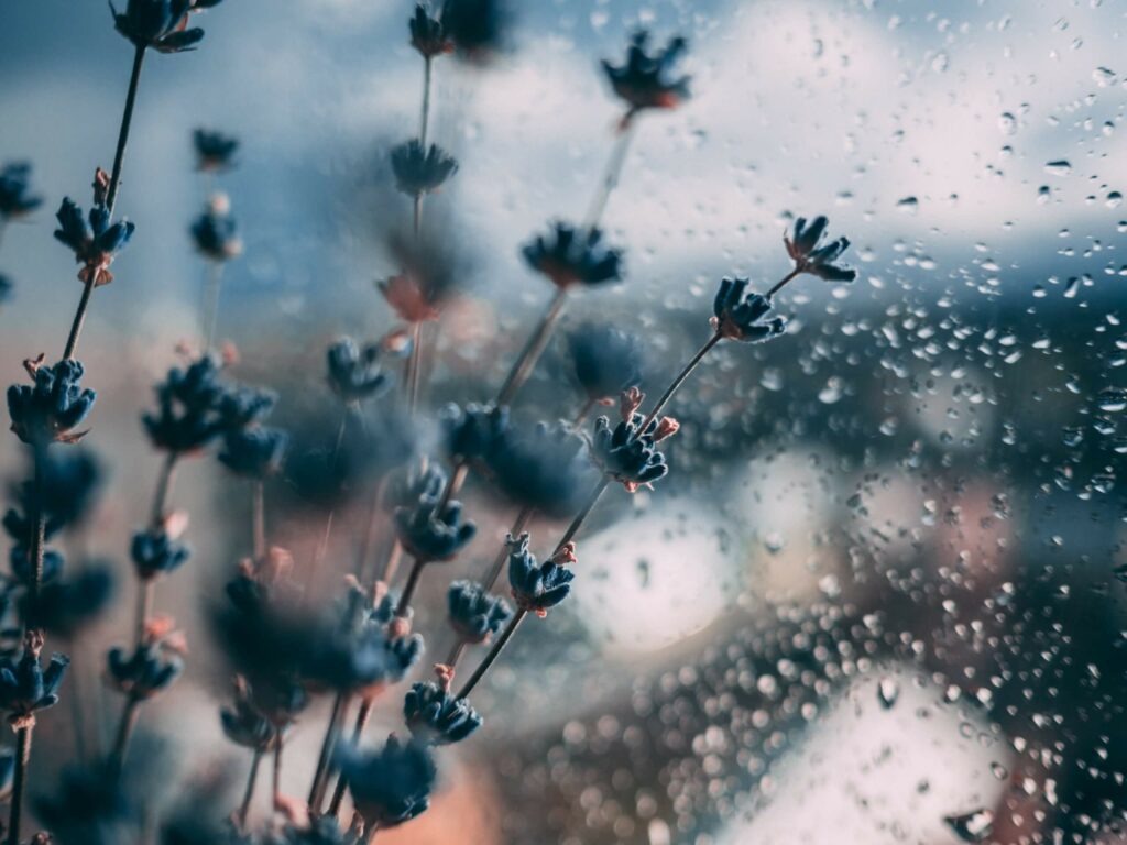 Blumen vor einer Fensterscheibe